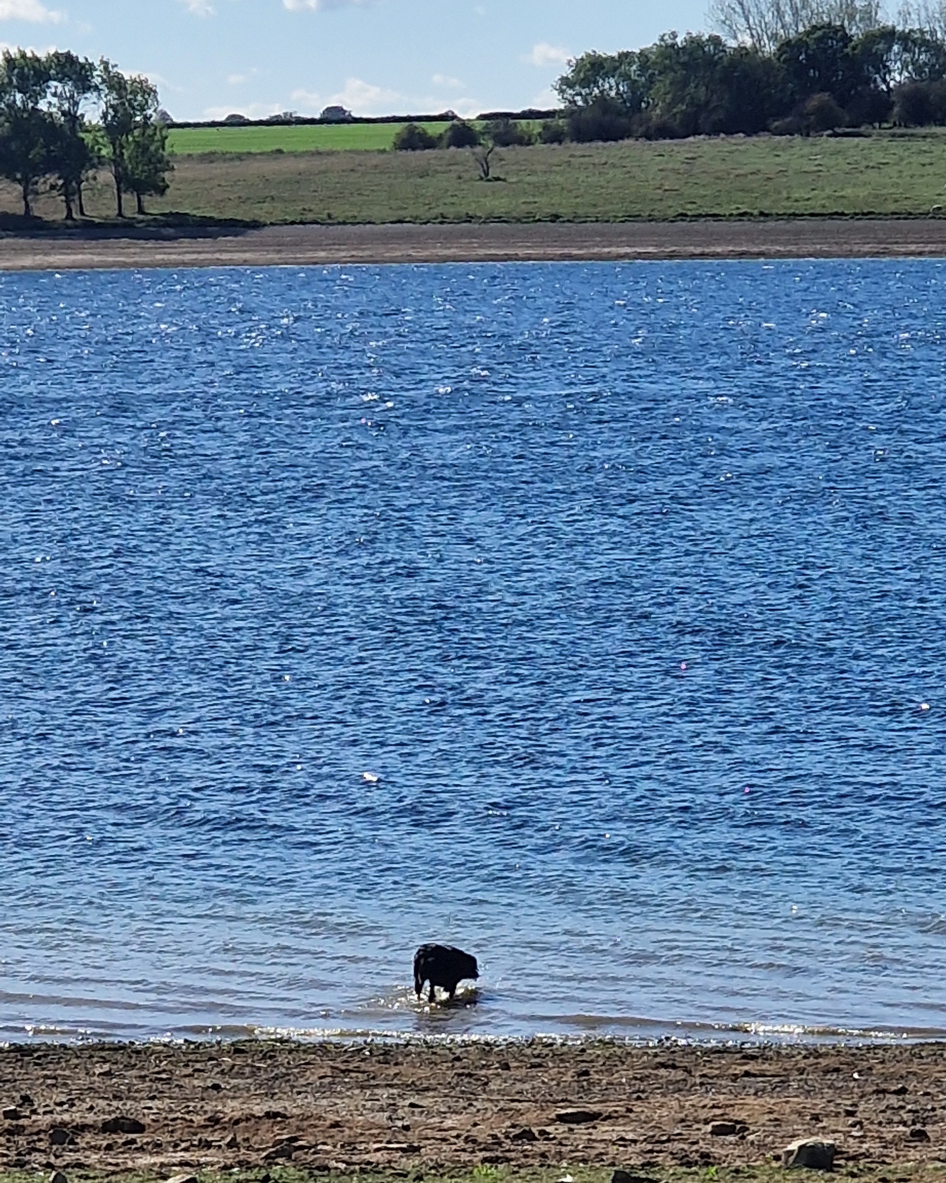 Cassie enjoying the water at Rutland