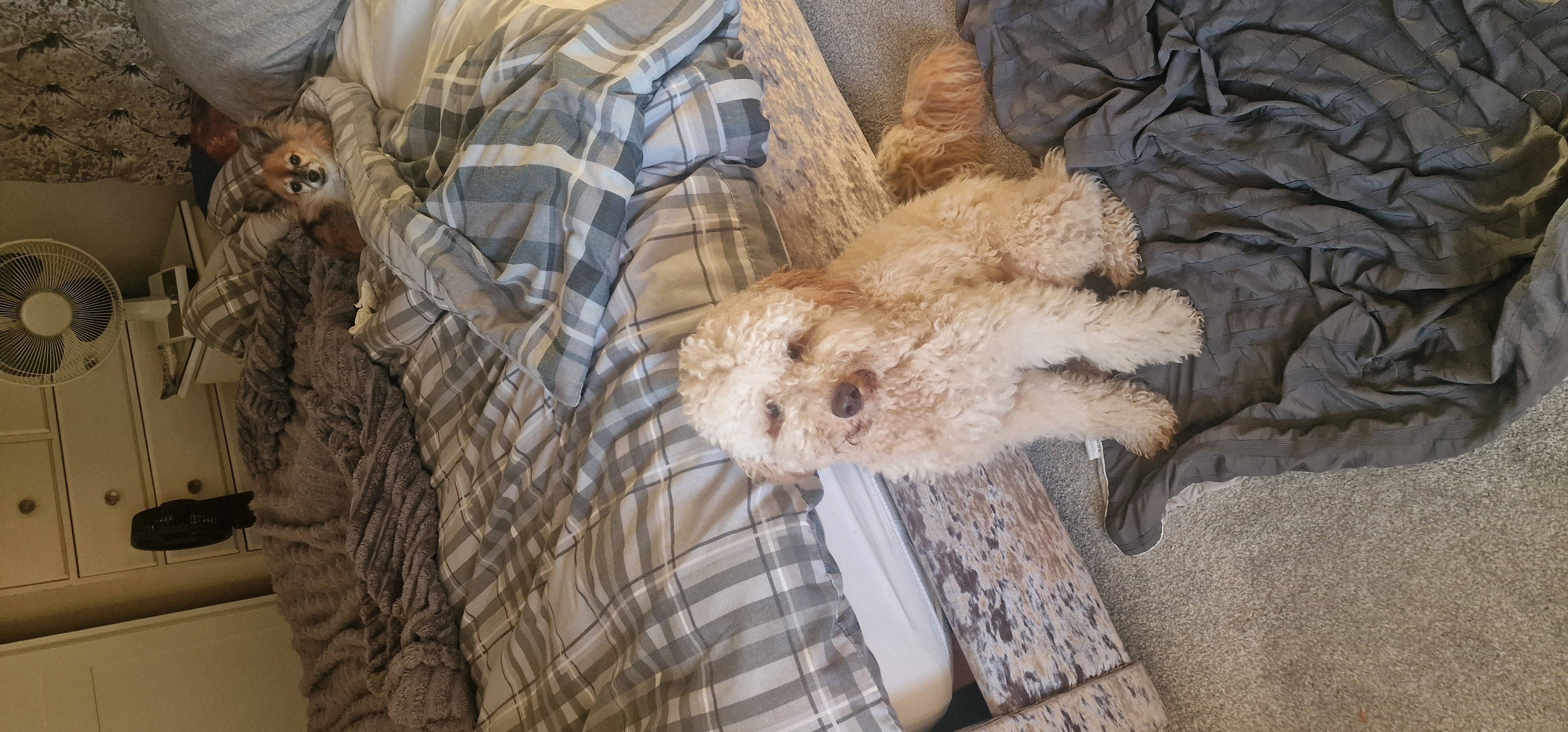 Cuteness overload Rupert and Romeo