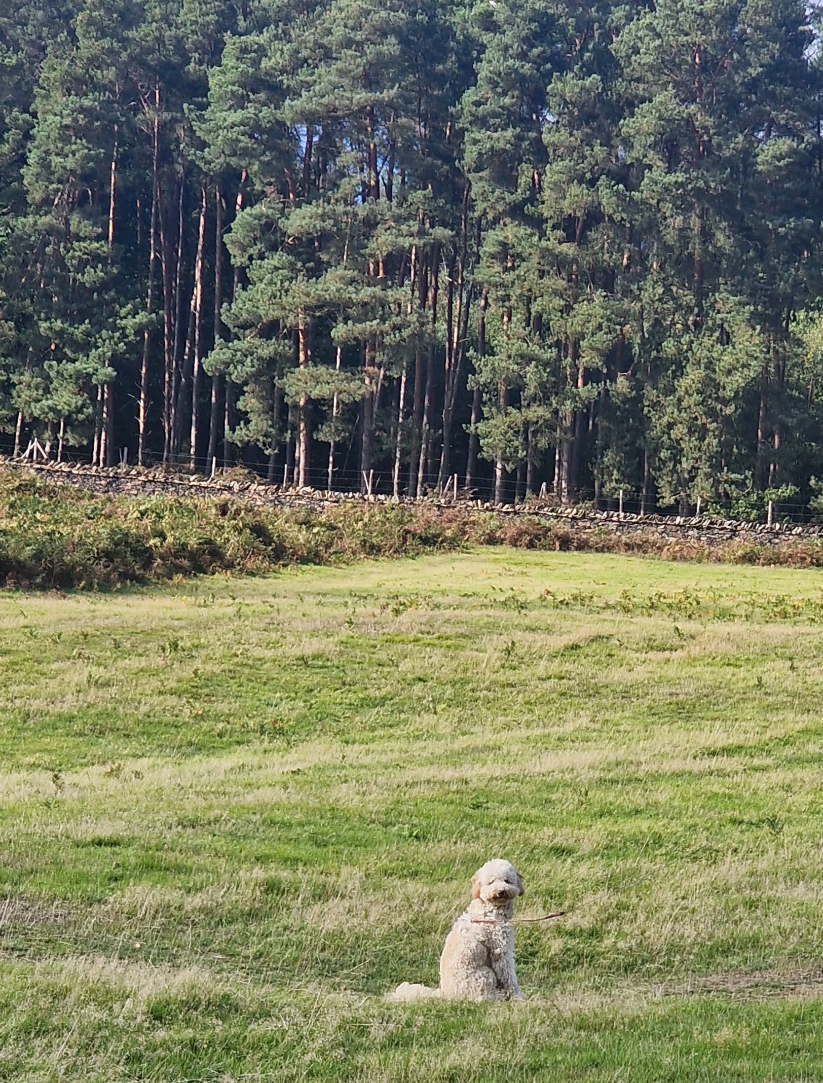 Rupert enjoying his walk up Bradgate park