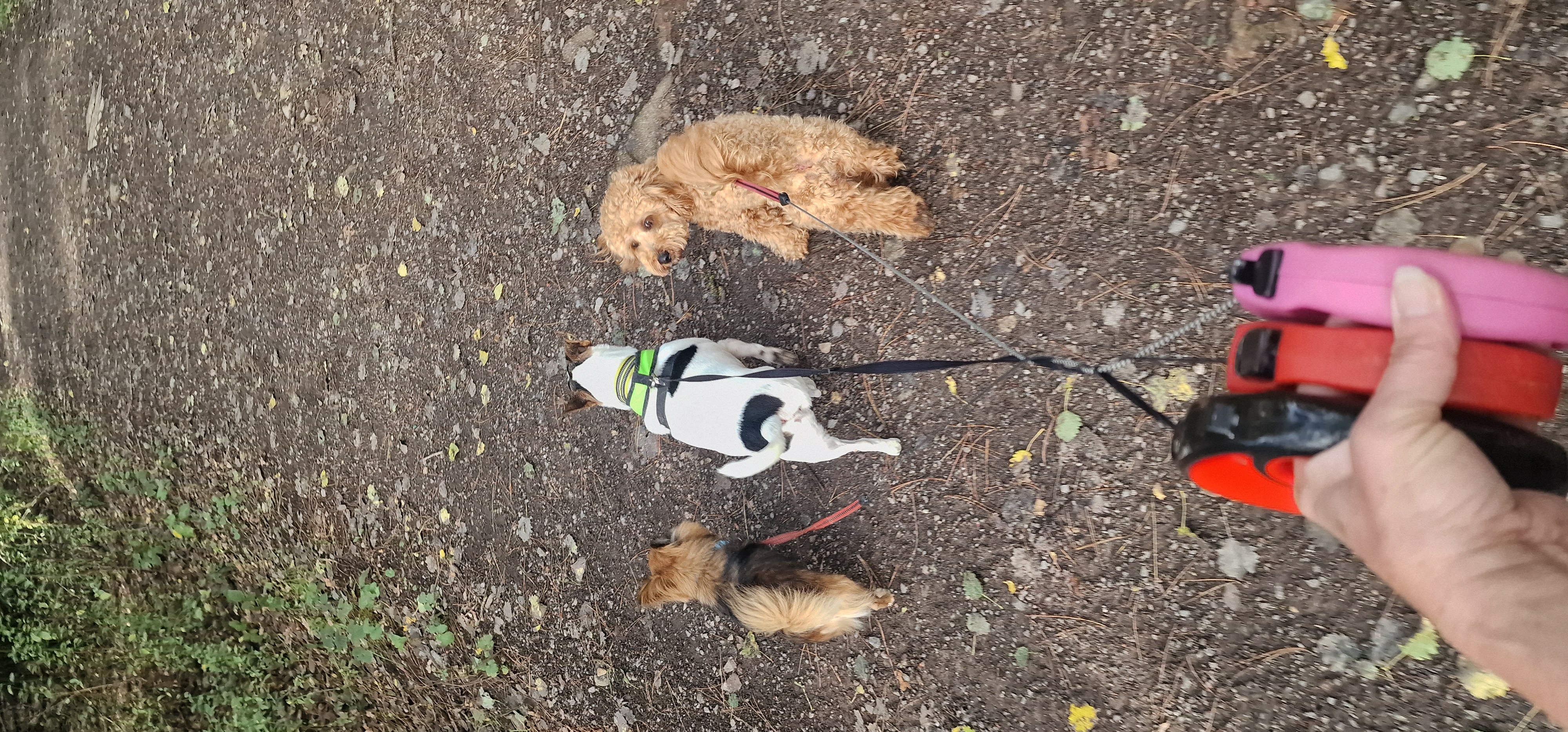 Chico, Uma & Romeo enjoying Martinshaw woods today