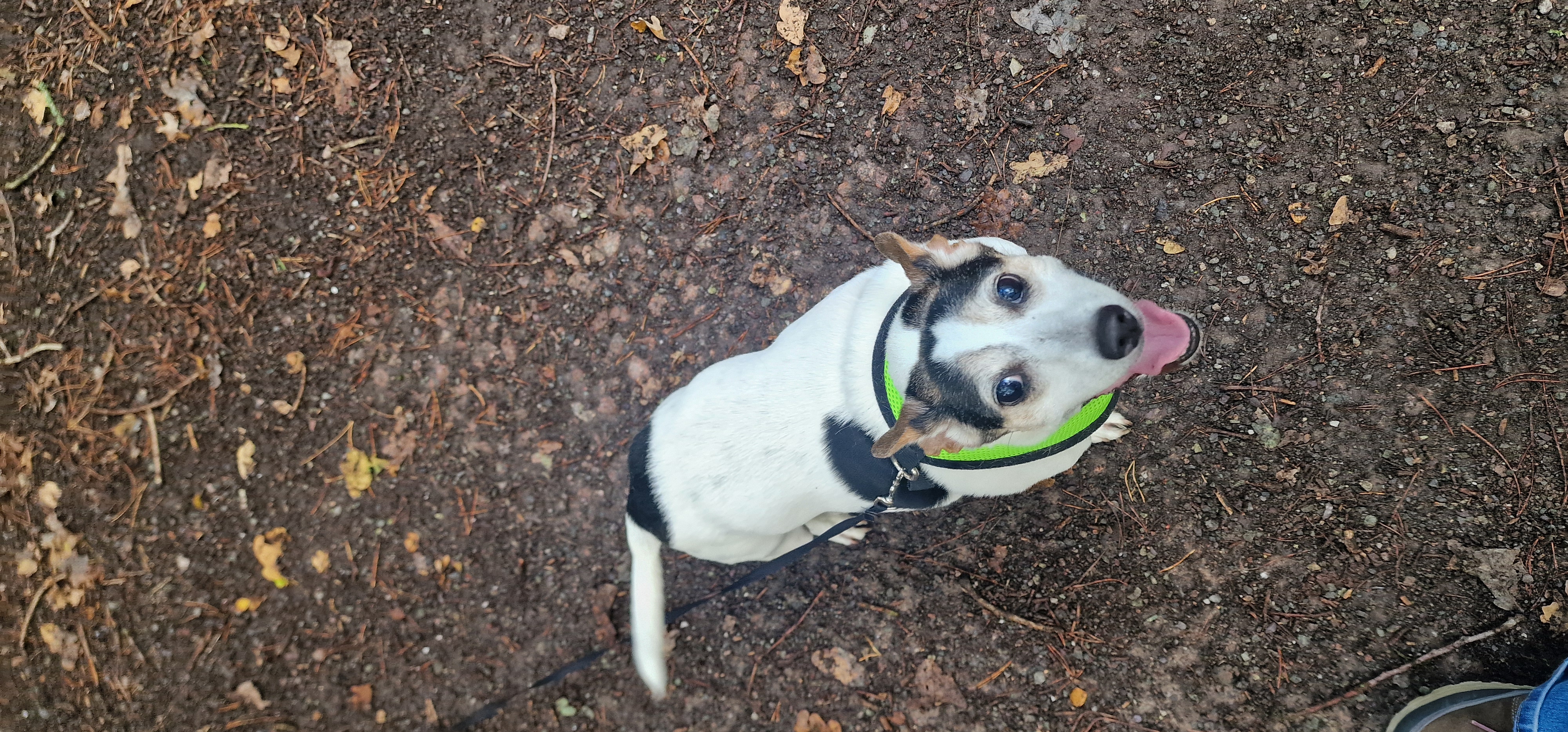 Handsome Chico