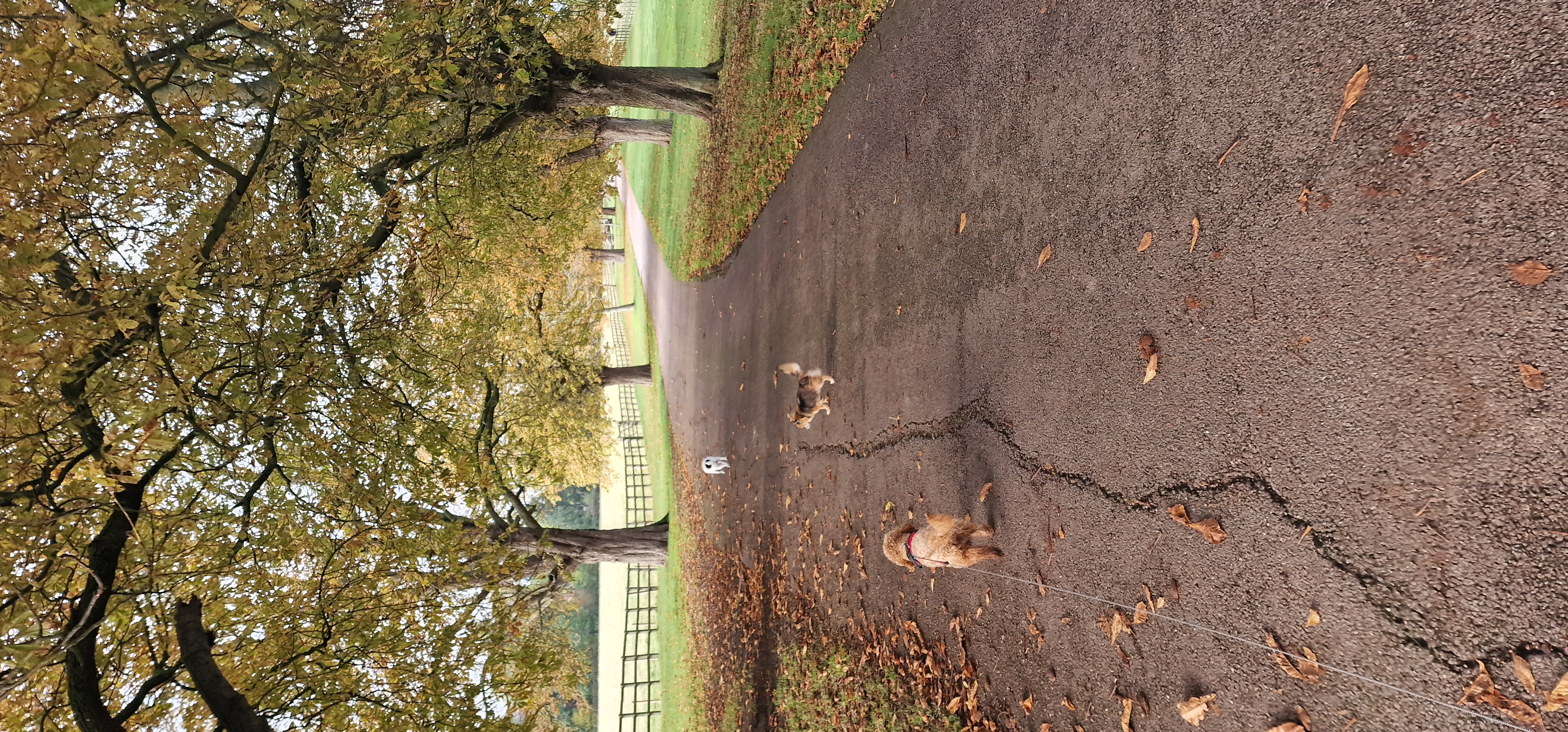 Lovely walk up Copice lane, with Chico, Uma & Romeo