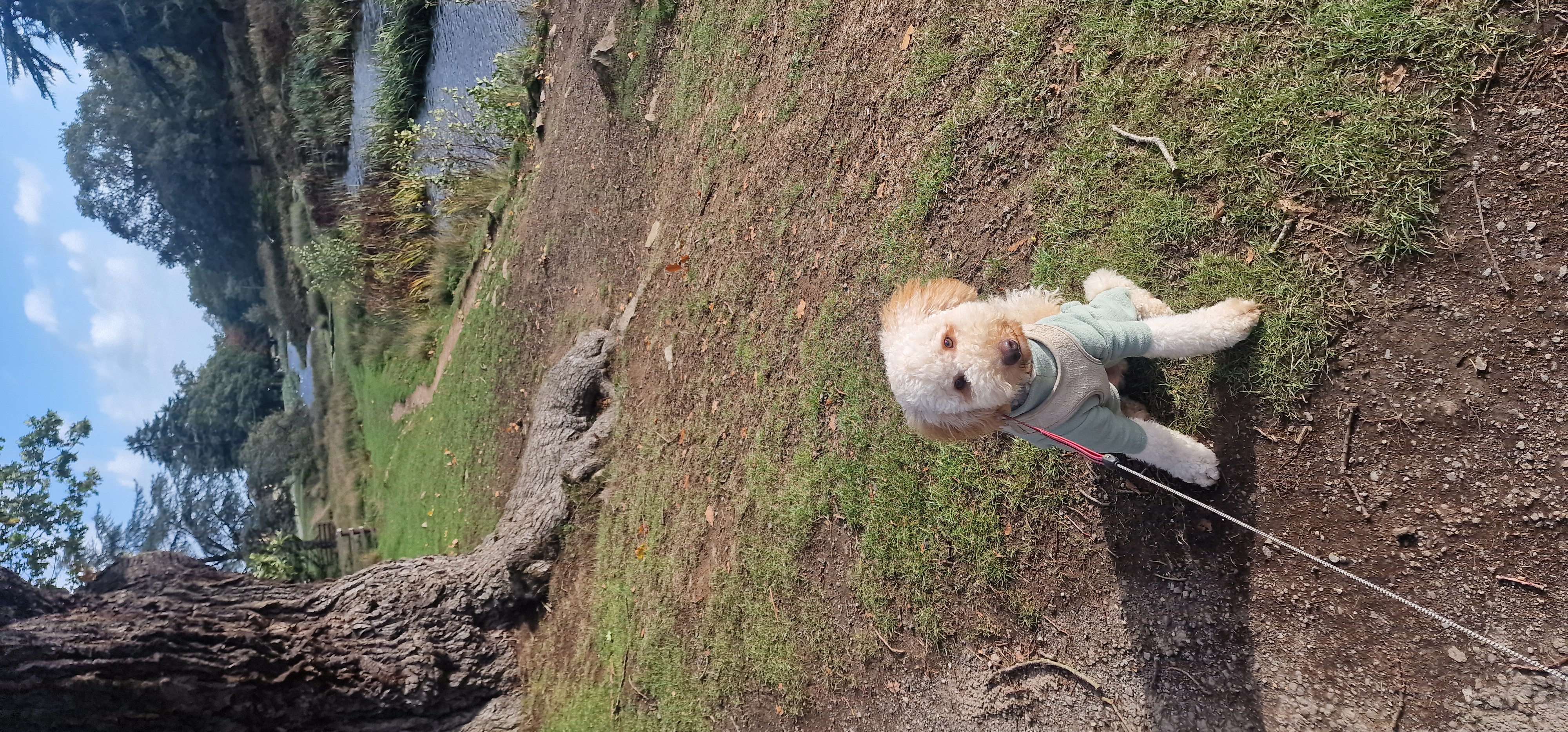 Windy but lovely walk round Bradgate park today, with beautiful Rupert