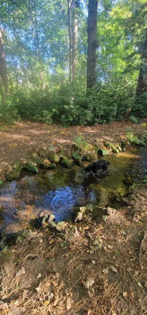 Cassie loving a dip in Alvaston park