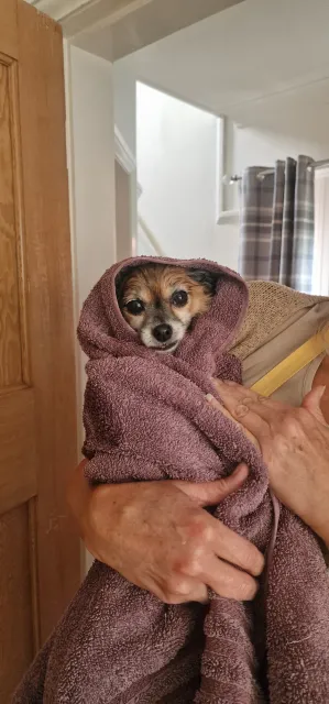 Bathtime after a very muddy walk for Romeo 💙
