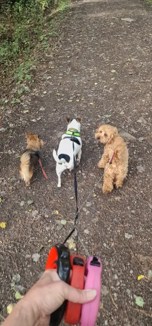 Chico, Uma & Romeo enjoying Martinshaw woods today