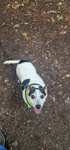 Handsome Chico