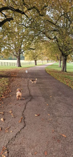 Lovely walk up Copice lane, with Chico, Uma & Romeo