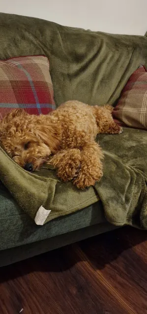 Afternoon snooze, beautiful Uma