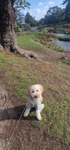 Windy but lovely walk round Bradgate park today, with beautiful Rupert